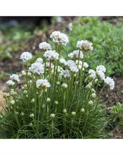 Армерия приморская Армада Вайт, I р-р, 1 шт, 20 h(см), Весна 2025 Поиск