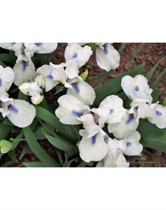 Ирис карликовый «Вестстар», р-р I, 1 шт., Осень 2025 Поиск