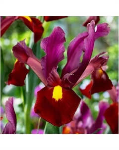 Ирис голландский «Ред Эмбер», 6/7 р-р, 10 шт., 60 h(см), Осень 2025 Поиск