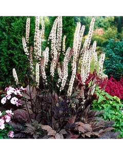 Клопогон ветвистый Чокохолик, р-р I, 1 шт, Весна 2025 Поиск