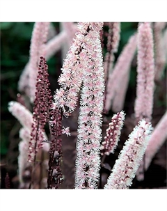 Клопогон простой «Брюнет», р-р I, 1 шт., Весна 2025 Поиск