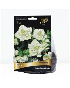 Луковица Морозник восточный Дабл Элен Вайт, р-р I, 1 шт, Лето 2025 Поиск