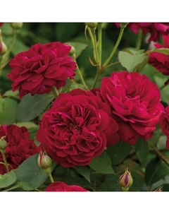 Саженец Роза английская парковая "Дарси Бассел", туба, 1 шт, Весна 2025 Поиск