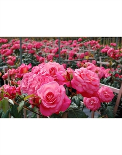 Саженец Роза плетистая "Шогун", туба, 1 шт, Весна 2025 Поиск