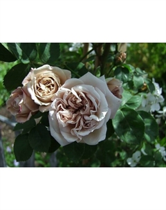 Саженец Роза плетистая "Эш Венсдей", туба, 1 шт, Весна 2025 Поиск