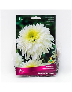 Нивяник «великолепный Фиона Гогхилл », 1 шт., р-р I, Осень 2025 Поиск