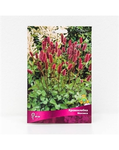 Кровохлебка «Мензиса », 1 шт., р-р I, Осень 2025 Поиск