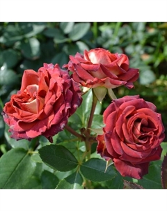 Саженец Роза спрей "Тирамису", туба, 1 шт, Весна 2025 Поиск