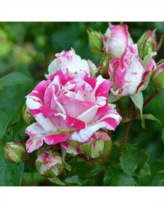 Саженец Роза спрей "Флэшинг", туба, 1 шт, Весна 2025 Поиск