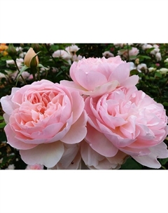 Саженец Роза английская парковая "Джентл Гермиони", туба, 1 шт, Весна 2025 Поиск