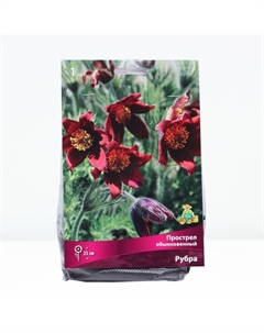 Прострел обыкновенный «Рубра», р-р I, 1 шт., Осень 2025 Поиск