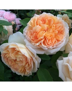 Саженец Роза английская парковая "Батшеба", туба, 1 шт, Весна 2025 Поиск