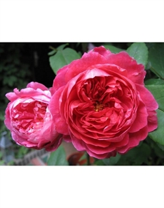 Саженец Роза английская парковая "Бенжамин Бриттен", туба, 1 шт, Весна 2025 Поиск