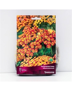 Тысячелистник "обыкновенный Триколор ", 1 шт, р-р I, Осень 2025 Поиск