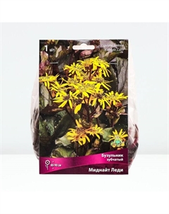 Бузульник зубчатый «Миднайт Леди»,корневище в торфогрунте, р-р I, 1 шт. Поиск