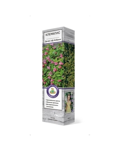 Клематис ботанический "Дачес оф Албани", 1 шт, туба, Весна 2025 Поиск