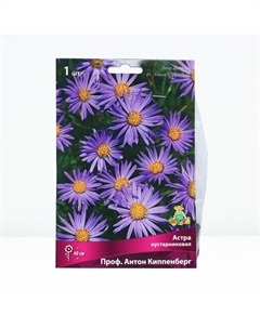 Астра кустарниковая «Проф Антон Киппенберг», корневище в торфогрунте, р-р I, 1 шт. Поиск