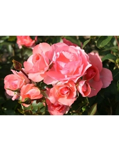 Саженец Роза Мейян флорибунда "Жарден де Франс", туба, 1 шт, Весна 2025 Поиск