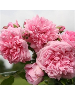 Саженец Роза Кордес плетистая "Свит Лагуна", туба, 1 шт, Весна 2025 Поиск