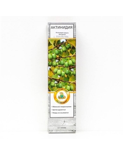 Актинидия аргута "Фигурная ", 1 шт, туба, Весна 2025 Поиск