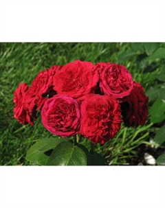 Саженец Роза Кордес флорибунда "Роткепчен", туба, 1 шт, Весна 2025 Поиск