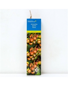 Актинидия аргута (Серия Северный сад) «Женева », саженец,1 шт., туба Поиск