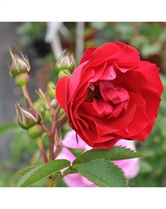 Саженец Роза канадская парковая "Аделаида Худлес", туба, 1 шт, Весна 2025 Поиск