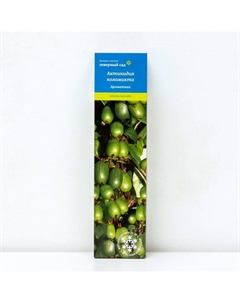 Актинидия гибридная «Ароматная », саженец,1 шт., туба Поиск