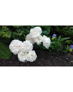 Саженец Роза почвопокровная "Сноуфилд", туба, 1 шт, Весна 2025 Поиск