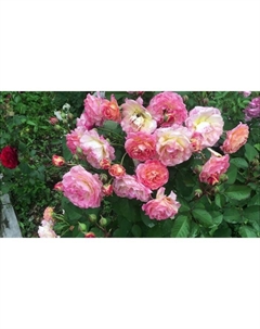 Саженец Роза Массад парковая "Мишель Бедросьян", туба, 1 шт, Весна 2025 Поиск