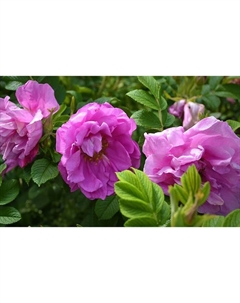 Саженец Роза канадская парковая "Чарльз Альбанель", туба, 1 шт, Весна 2025 Поиск