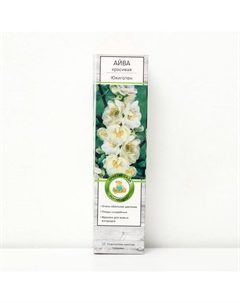 Саженец Айва красивая (Хеномелес) «Юкиготен», декоративный, плодовый, 1 шт., туба Поиск