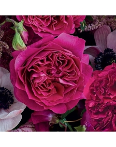 Саженец Роза английская чайно-гибридная "Кейт", туба, 1 шт, Весна 2025 Поиск