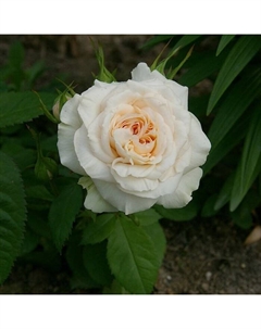 Саженец Роза миниатюрная "Пикси Милки", туба, 1 шт, Весна 2025 Поиск