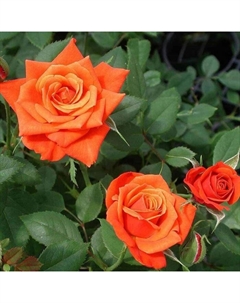 Саженец Роза почвопокровная "Миниатюр Ориндж", туба, 1 шт, Весна 2025 Поиск