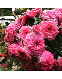 Саженец Роза почвопокровная "Ле Катр Сэзон (4 сезона)", туба, 1 шт, Весна 2025 Поиск