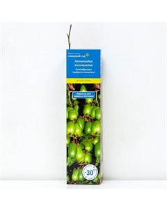 Актинидия коломикта (Серия Северный Сад) «Сентябрьская », саженец,1 шт., туба Поиск