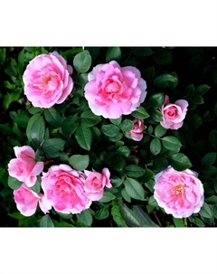 Саженец Роза канадская парковая "Прайри Джой", туба, 1 шт, Весна 2025 Поиск