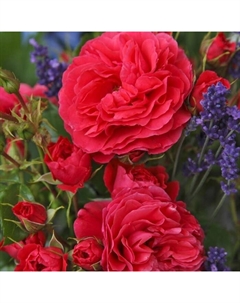 Саженец Роза чайно-гибридная "Ваза Черри", туба, 1 шт, Весна 2025 Поиск