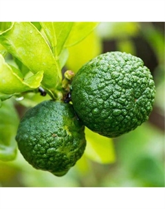 Цитрус "Каффир лайм (Папеда ежеиглистая)", туба, 1 шт, Весна 2025 Поиск