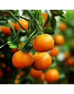 Цитрус "Мандарин (Ретикулата)", туба, 1 шт, Весна 2025 Поиск
