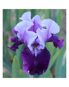 Корневище Ирис бородатый Блуберд Вайн, р-р I, 1 шт. Поиск