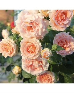 Саженец Роза плетистая "Полька", туба, 1 шт, Весна 2025 Поиск