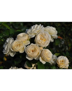 Саженец Роза парковая "Артемис", туба, 1 шт, Весна 2025 Поиск