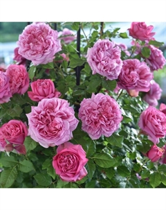 Саженец Роза флорибунда Люкс "Помпадур", туба, 1 шт, Весна 2025 Поиск