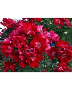 Саженец Роза плетистая "Дортмунд", туба, 1 шт, Весна 2025 Поиск