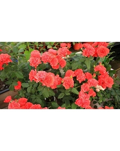 Саженец Роза флорибунда Люкс "Леди оф Белград", туба, 1 шт, Весна 2025 Поиск