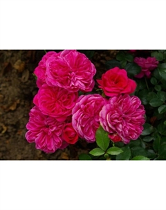 Саженец Роза флорибунда "Сангрия", туба, 1 шт, Весна 2025 Поиск