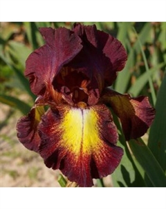 Корневище Ирис бородатый Римфайр, р-р I, 1 шт. Поиск