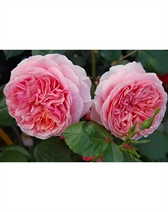 Саженец Роза парковая "Чиппендейл", туба, 1 шт, Весна 2025 Поиск